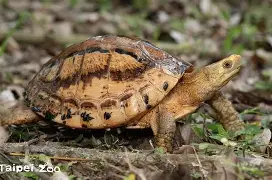 包含#k虤龜鷳[j?€“挴г剄箟]?乸X陟をy$杨▏?撂0铔菱€斶鵢Z的词条